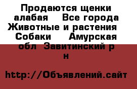 Продаются щенки алабая  - Все города Животные и растения » Собаки   . Амурская обл.,Завитинский р-н